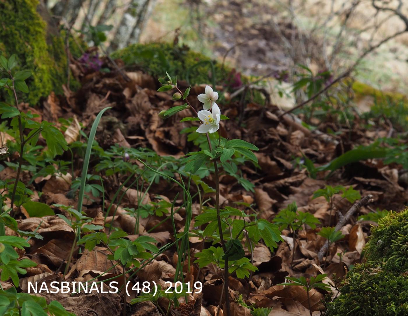 Rue-anemone plant